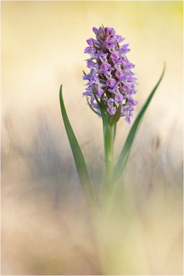 Fleischfarbene Fingerwurz (Dactylorhiza incarnata), Schweden, Gotland