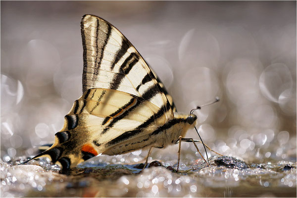 Segelfalter (Iphiclides podalirius), Frankreich, Haute-Loire