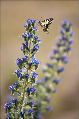 Schwalbenschwanz (Papilio machaon), Deutschland, Baden-Württemberg