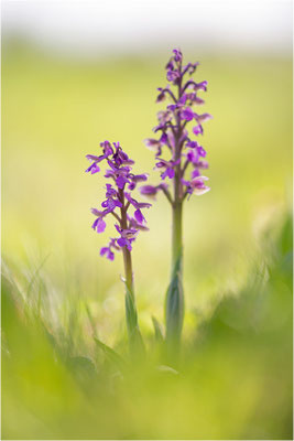 Kleine Hundswurz (Anacamptis morio morio), Baden-Württemberg, Deutschland