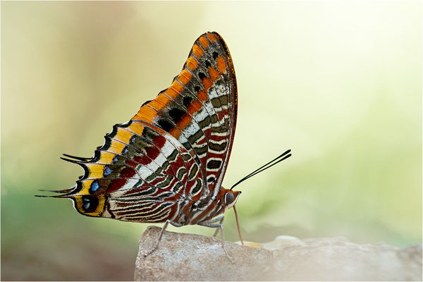 Erdbeerbaumfalter (Charaxes jasius), Frankreich, Ardèche