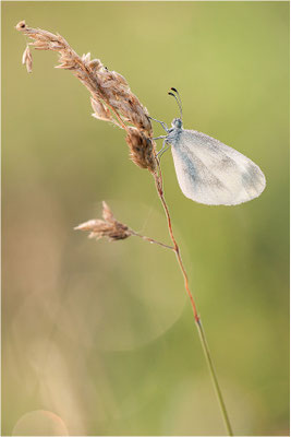 Tintenfleck-Weißling (Leptidea sinapis bzw. juvernica), Deutschland, Baden-Württemberg