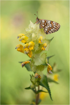Ehrenpreis-Scheckenfalter (Melitaea aurelia), Weibchen, Schweiz, Wallis