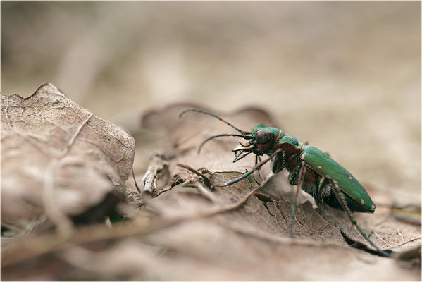 Feld-Sandlaufkäfer (Cicindela campestris), Deutschland, Baden-Württemberg