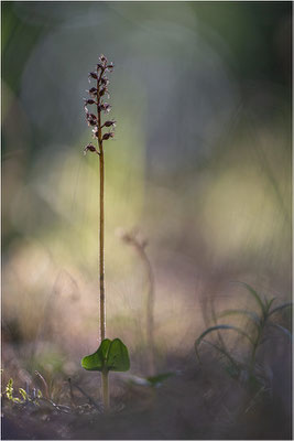 Kleines Zweiblatt (Listera cordata), Gotland, Schweden