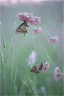 Schwalbenschwanz (Papilio machaon), Deutschland, Baden-Württemberg