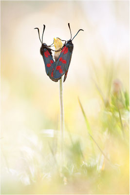 Sechsfleck-Widderchen (Zygaena filipendulae), Paarung, Schweiz, Wallis