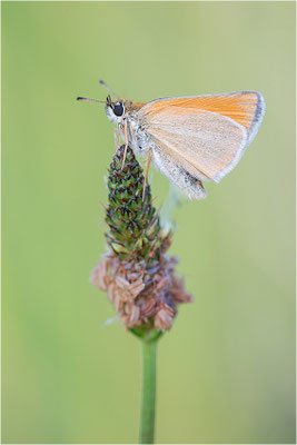 Braunkolbiger Braun-Dickkopffalter (Thymelicus sylvestris), Deutschland, Baden-Württemberg