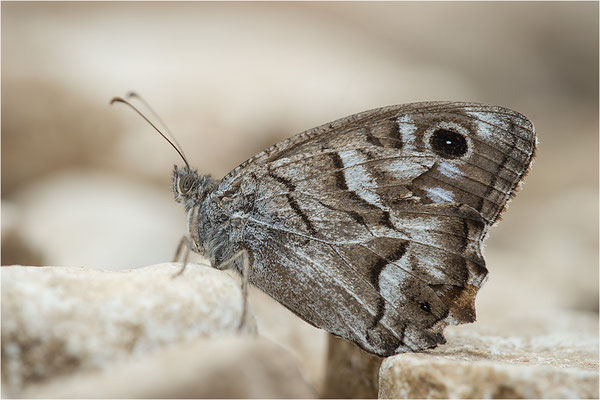 Hipparchia fidia, Frankreich Dep. Var