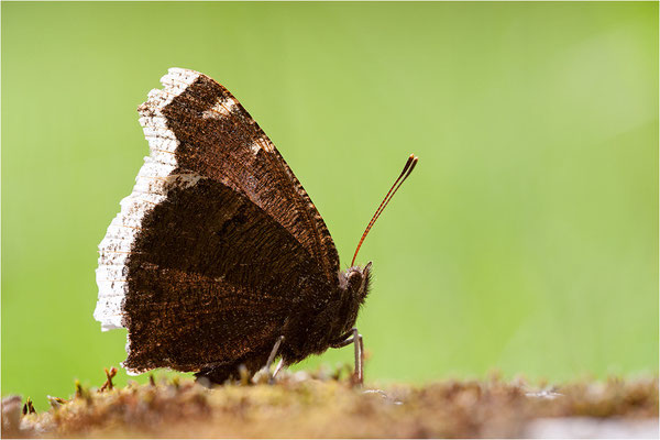Trauermantel (Nymphalis antiopa), Schweiz, Wallis