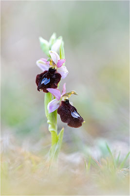 Ophrys aurelia, Bouches-du-Rhône