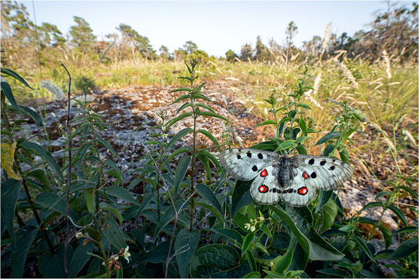 Roter Apollo (Parnassius apollo linnei), Schweden, Gotland