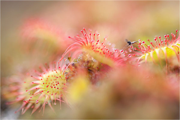 Rundblättriger Sonnentau (Drosera rotundifolia), Schweden, Bohuslän