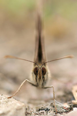 Waldbrettspiel (Pararge aegeria), Deutschland, Baden-Württemberg