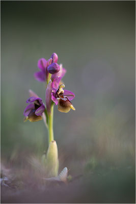 Ophrys tenthredinifera