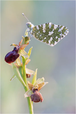 Westlicher Gesprenkelter Weißling (Euchloe crameri), Frankreich, Bouches-du-Rhône