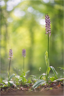 Purpur-Knabenkraut (Orchis purpurea), Deutschland, Baden-Württemberg