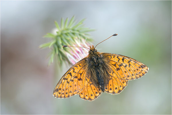 Hochalpen-Perlmuttfalter (Boloria pales), Männchen, Italien, Region Aostatal, 2200m