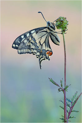 Schwalbenschwanz (Papilio machaon), Deutschland, Baden-Württemberg