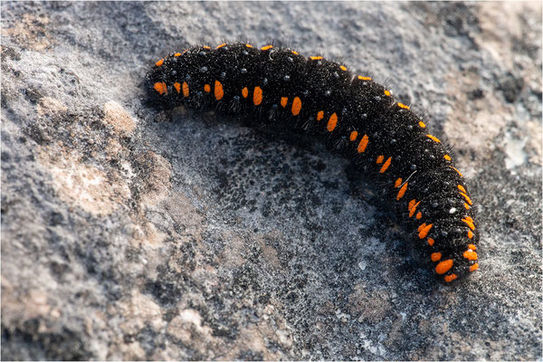 Roter Apollo (Parnasius apollo linnei)