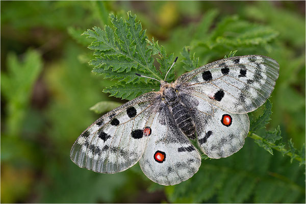Roter Apollo (Parnassius apollo thiemo), Deutschland, Baden-Württemberg