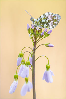 Aurorafalter (Anthocharis cardamines), Männchen, Deutschland, Baden-Württemberg