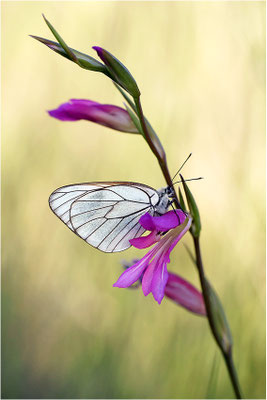 Baumweißling (Aporia crataegi), Frankreich, Ardèche
