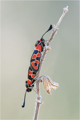 Bergkronwicken-Widderchen (Zygaena fausta), Paarung, Frankreich, Drôme