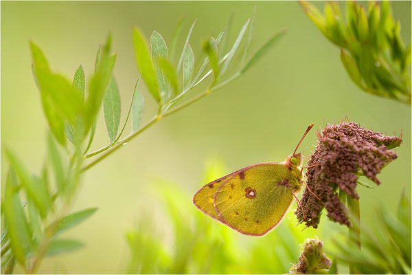 Hufeisenklee-Gelbling/Goldene Acht (Colias alfacariensis/Colias hyale), Schweiz, Wallis