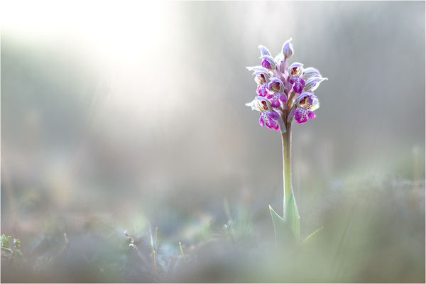 Milchweißes Knabenkraut (Neotinea lactea), Dep. Var, Frankreich