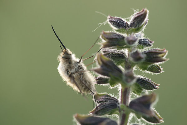 Kleiner Wollschweber (Bombylius minor), Deutschland, Baden-Württemberg