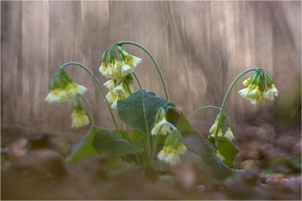 Hohe Schlüsselblume (Primula elatior), Deutschland, Baden-Württemberg