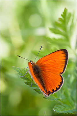 Dukaten-Feuerfalter (Lycaena virgaureae), Männchen, Schweiz, Wallis, 1600m