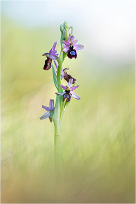 Drôme-Ragwurz (Ophrys drumana), Frankreich, Dep. Isere