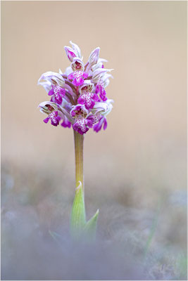 Milchweißes Knabenkraut (Neotinea lactea), Dep. Var, Frankreich