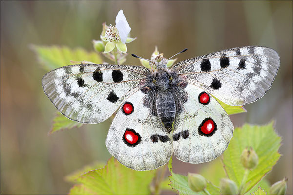 Roter Apollo (Parnassius apollo linnei), Schweden, Gotland