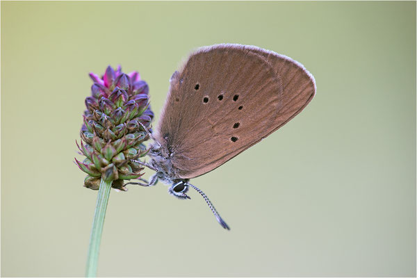 Dunkler Wiesenknopf-Ameisenbläuling (Phengaris nausithous), Deutschland, Baden-Württemberg