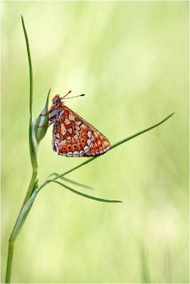 Goldener Scheckenfalter (Euphydryas aurinia), Frankreich, Ardèche