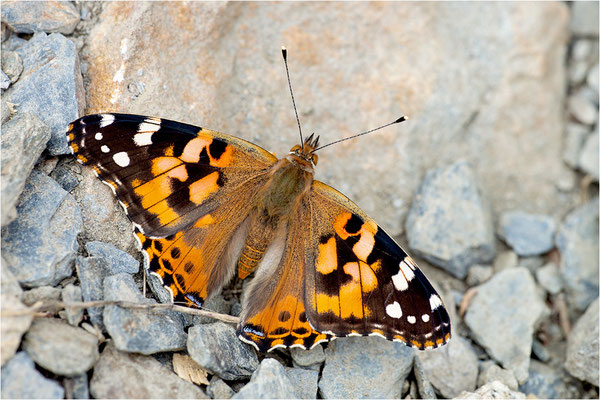 Distelfalter (Vanessa cardui), Spanien, Provinz Lleida
