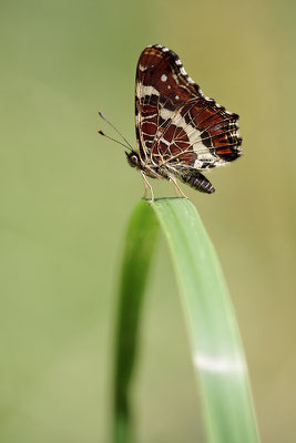 Landkärtchen (Araschnia levana), Sommerform, Deutschland, Baden-Württemberg