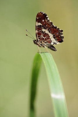Landkärtchen (Araschnia levana), Sommerform, Deutschland, Baden-Württemberg