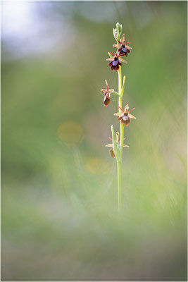 Ophrys x royanensis (=drumana x insectifera), Frankreich, Dep. Isere