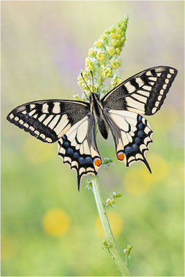 Schwalbenschwanz (Papilio machaon), Deutschland, Baden-Württemberg