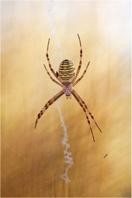 Wespenspinne (Argiope bruennichi), Weibchen, Deutschland, Baden-Württemberg