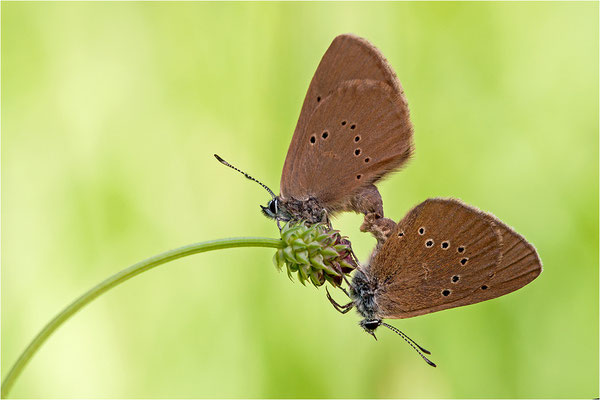 Dunkler Wiesenknopf-Ameisenbläuling (Phengaris nausithous), Deutschland, Baden-Württemberg
