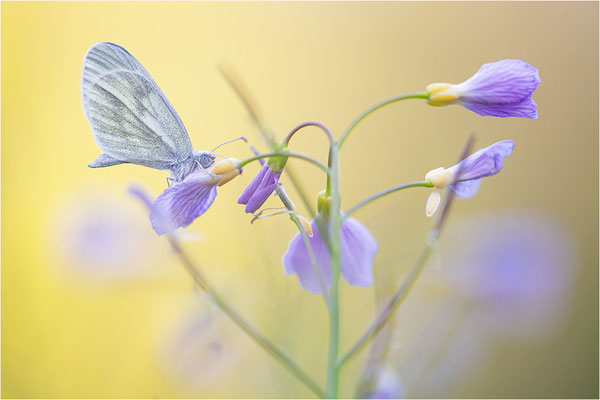 Tintenfleck-Weißling (Leptidea sinapis bzw. juvernica), Deutschland, Baden-Württemberg