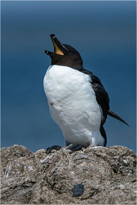 Tordalk (Alca torda torda), Gotland, Schweden
