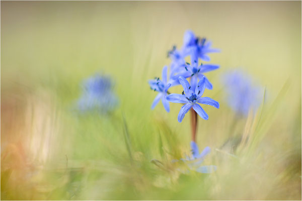 Zweiblättriger Blaustern (Scilla bifolia), Deutschland, Baden-Württemberg