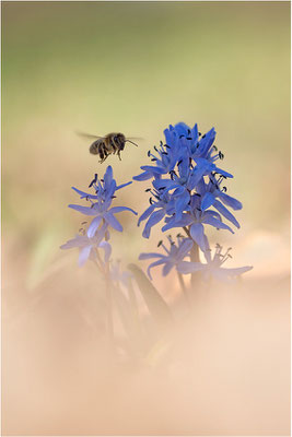 Zweiblättriger Blaustern (Scilla bifolia), Deutschland, Baden-Württemberg