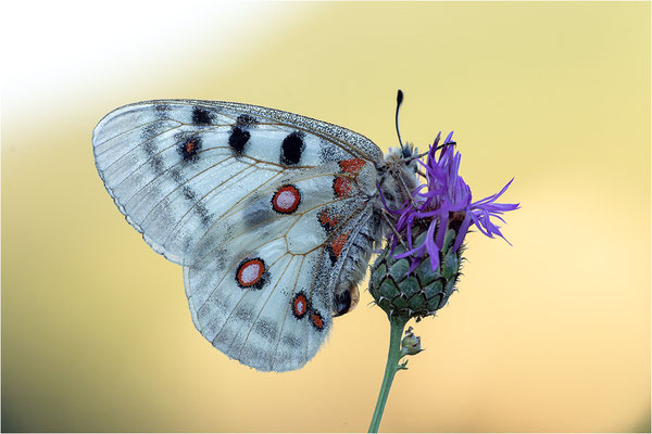Roter Apollo (Parnassius apollo leovigildus), Frankreich, Dep. Alpes-de-Haute-Provence